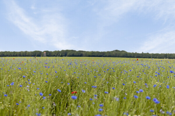 photo 30 Diepenheimseweg 25 a