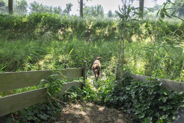 photo 56 Scheggertdijk 84