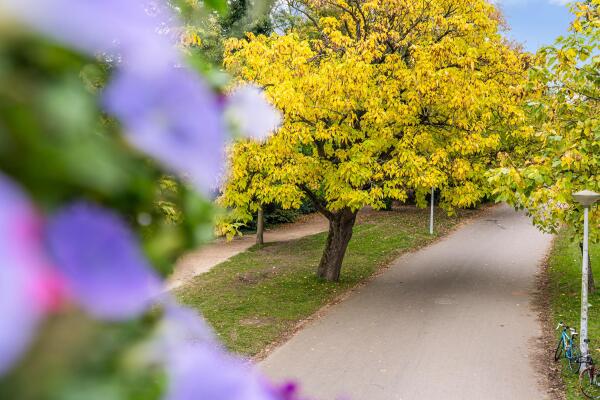 photo 77 Vossiusstraat 44 2